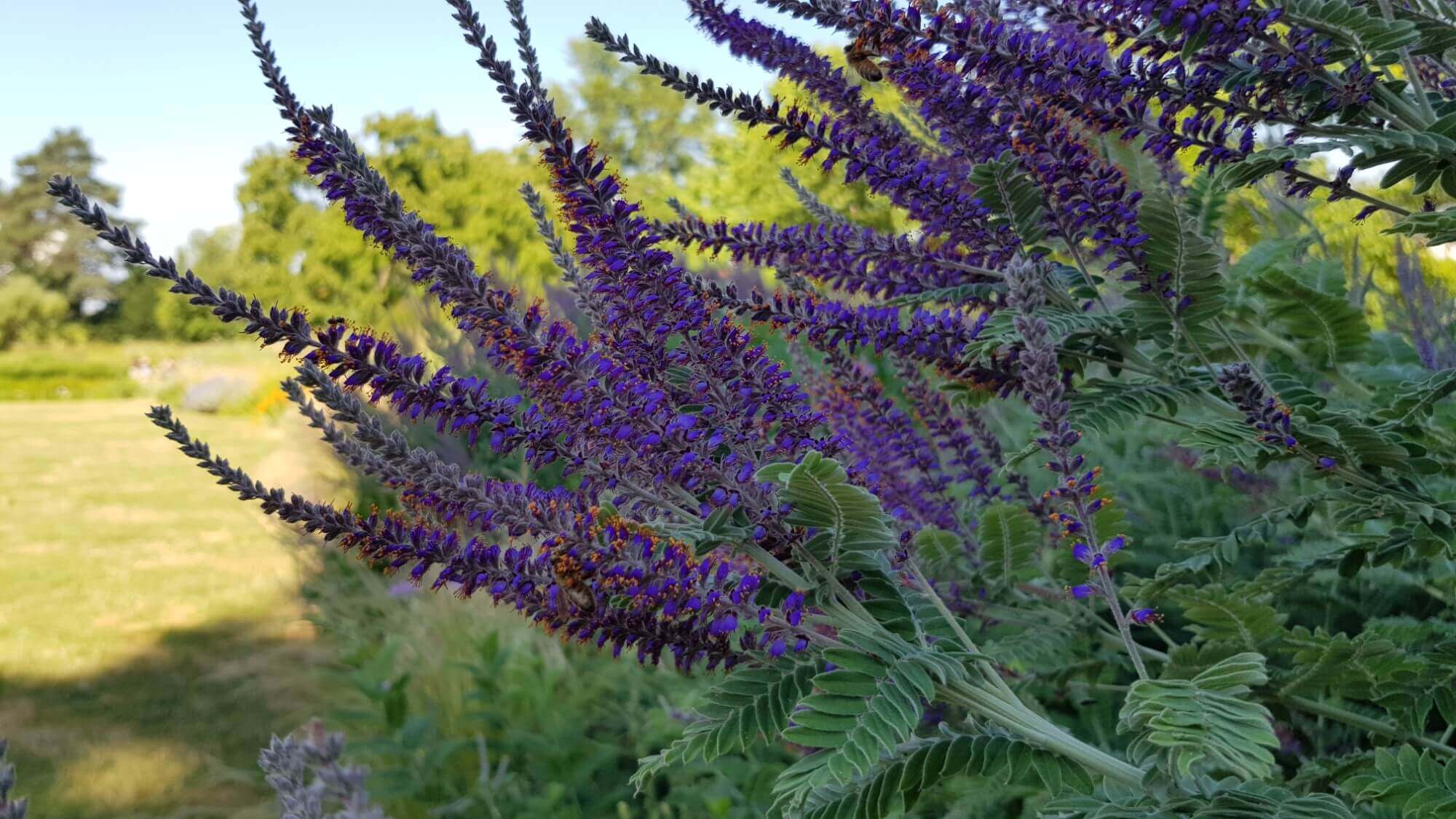 Staudengärtner in Voll- oder Teilzeit
