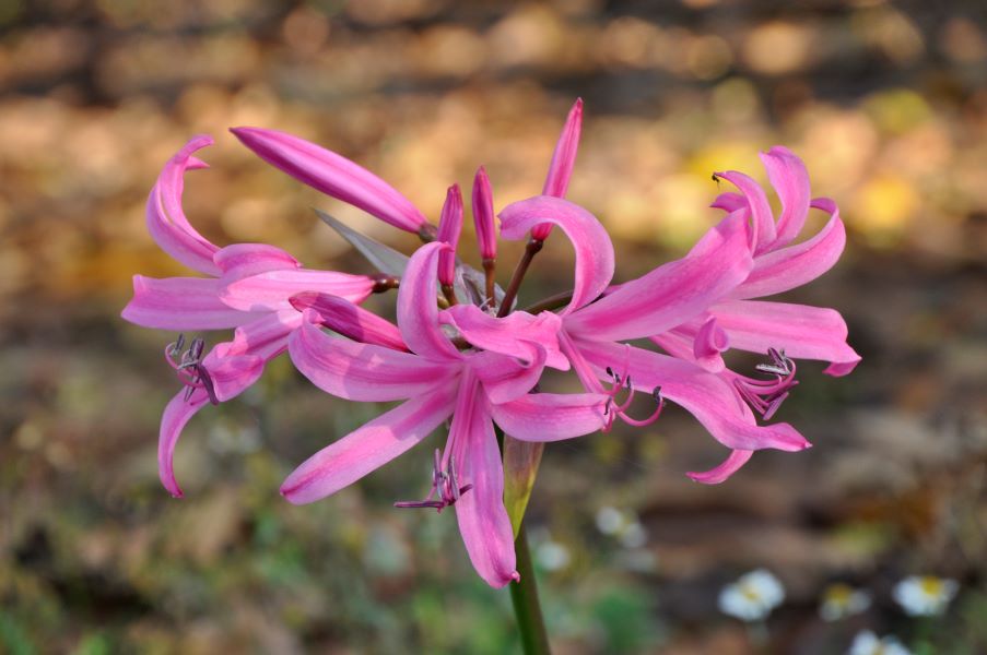 DSC0397_Amarine-Belladiva-Anastasia