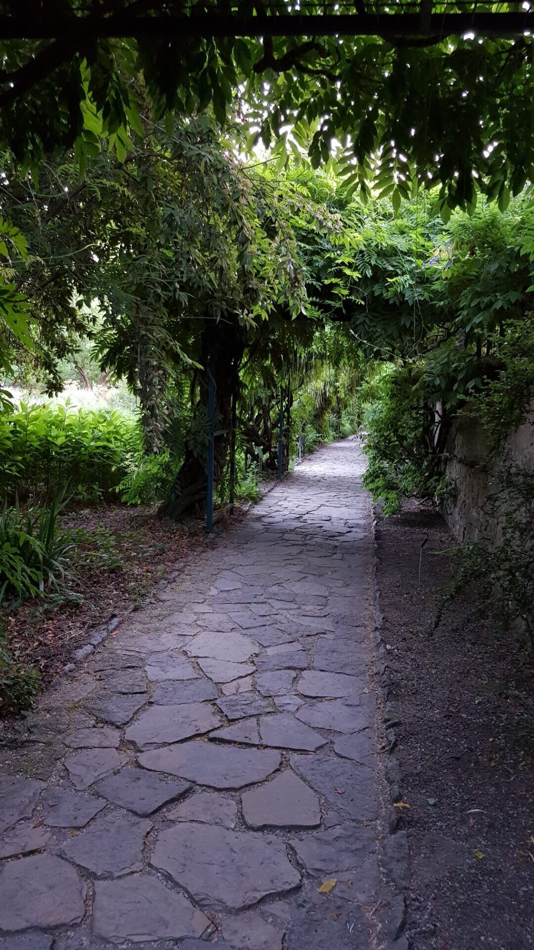 Glyzinien-Laubengang 3