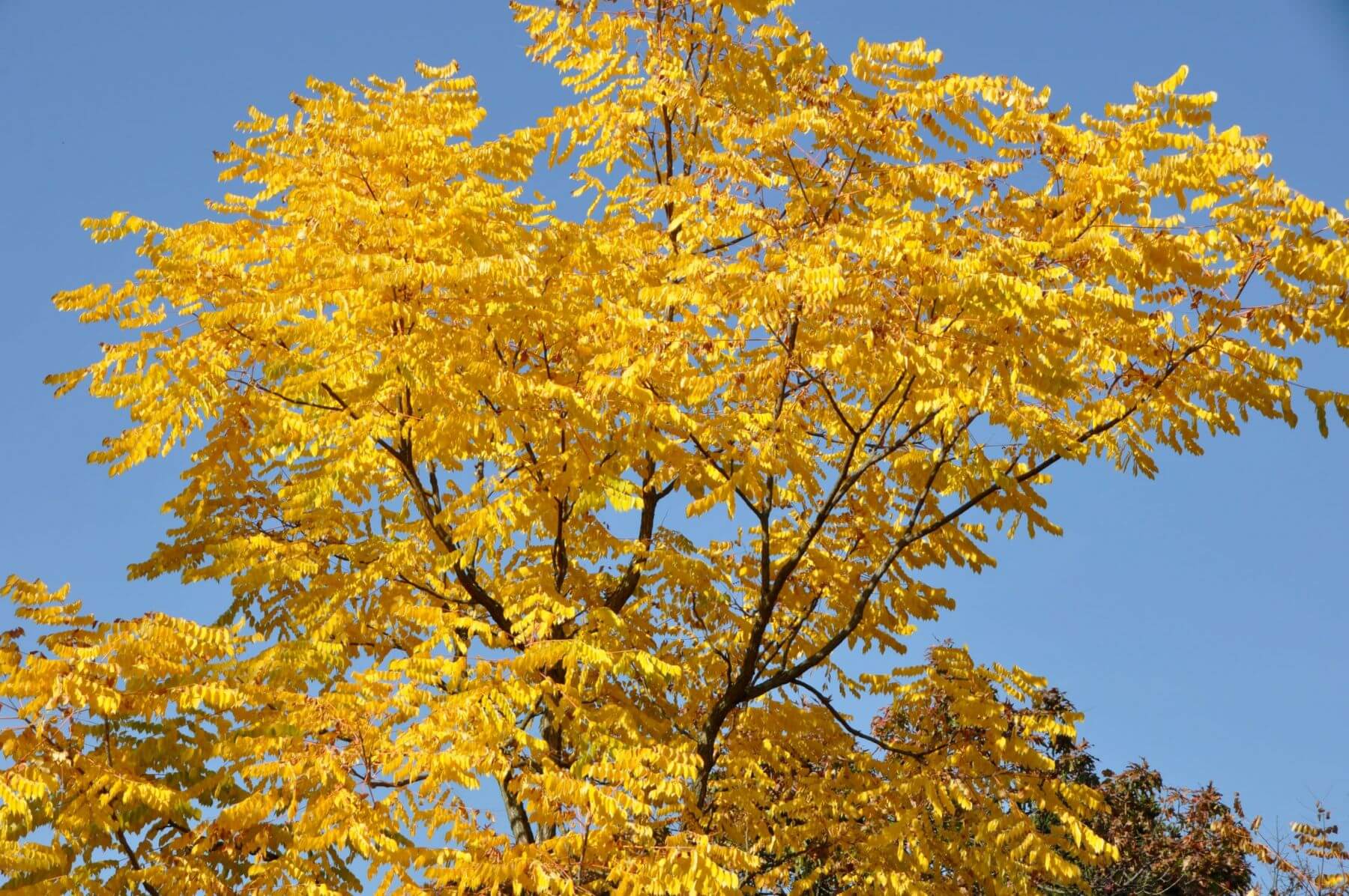 Chinaschilf-Taglilien-Beet 1