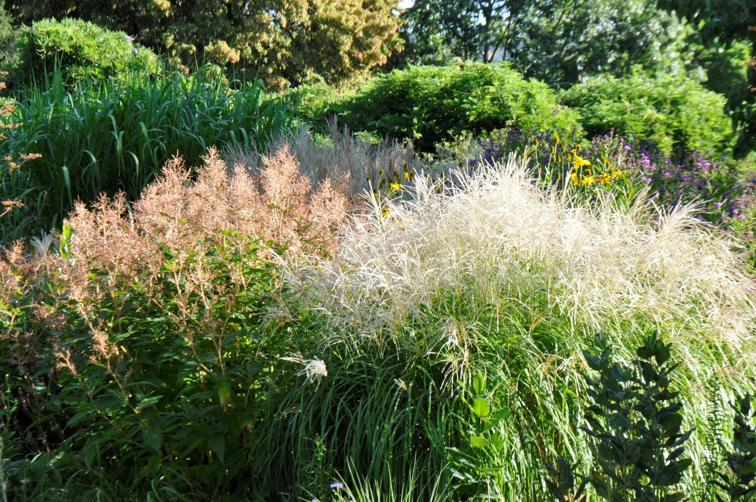 Chinaschilf-Taglilien-Beet