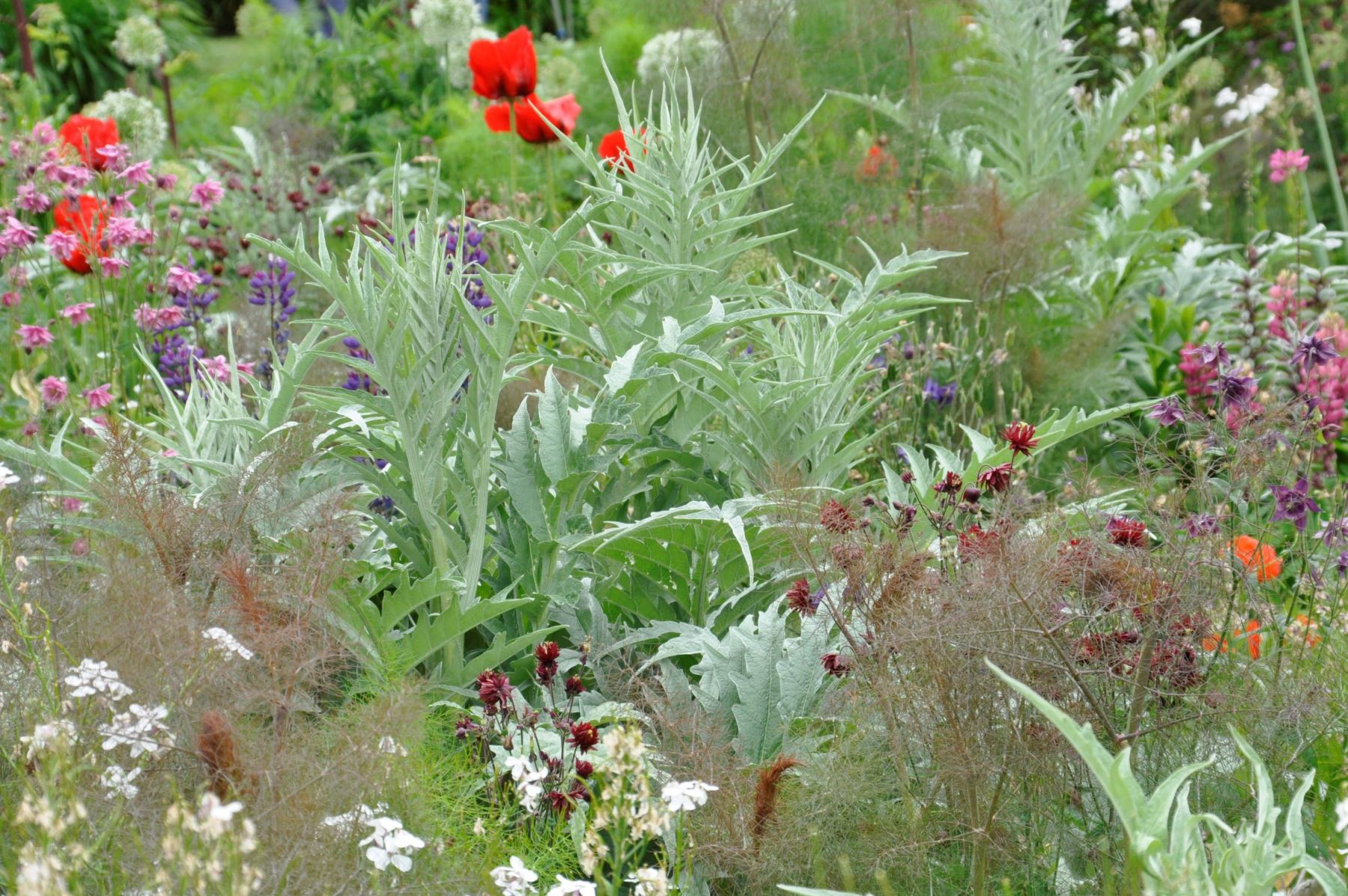 Disteln-Doldenblütler-Beet 3