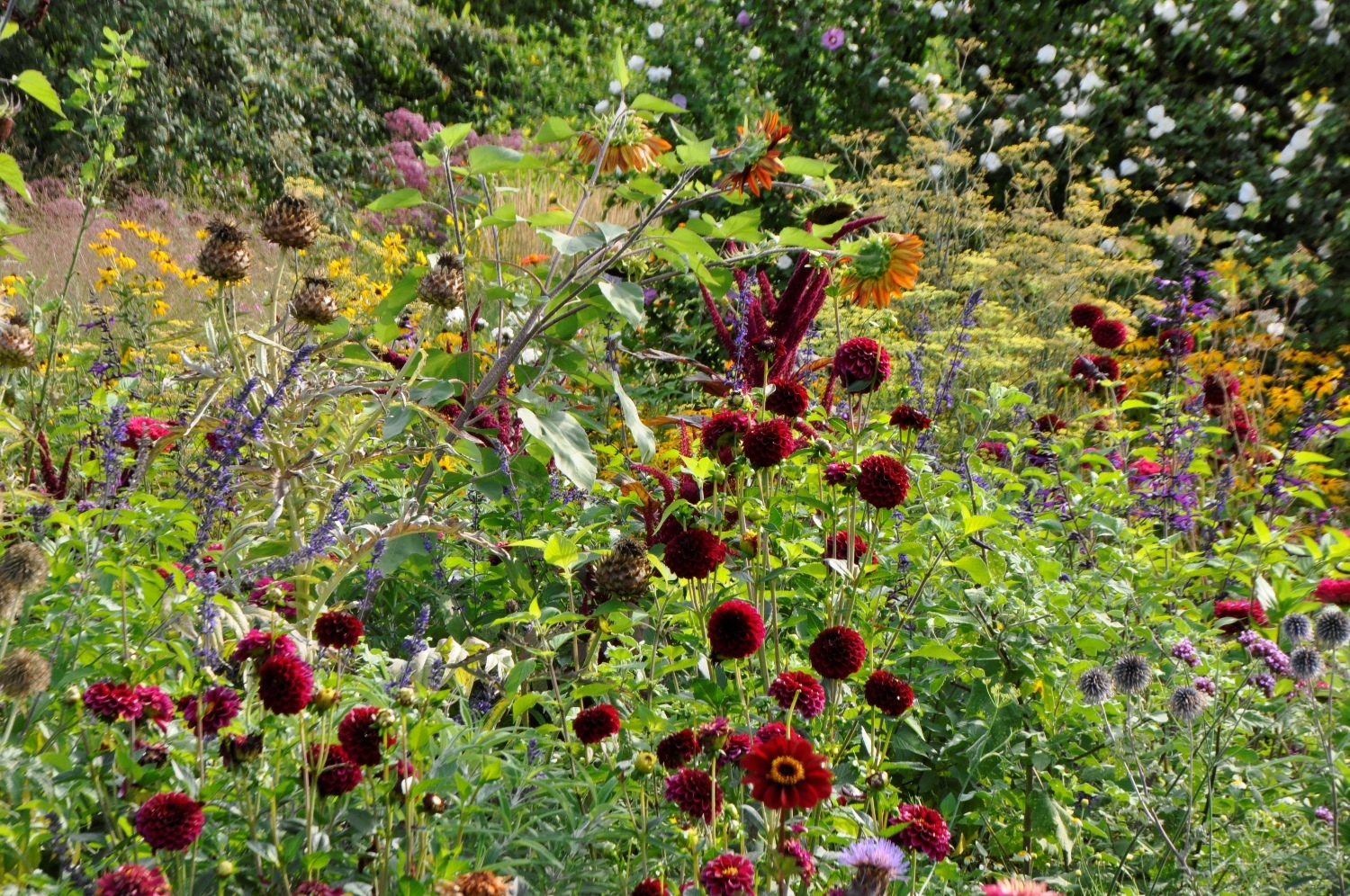 Disteln-Doldenblütler-Beet 1