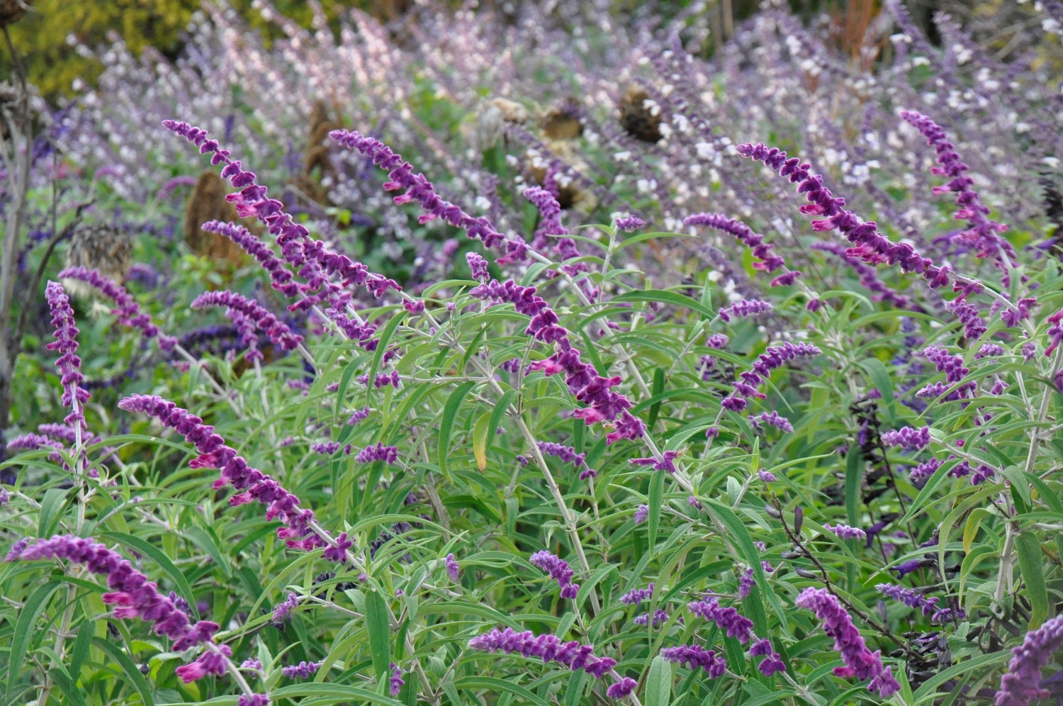 Disteln-Doldenblütler-Beet 5