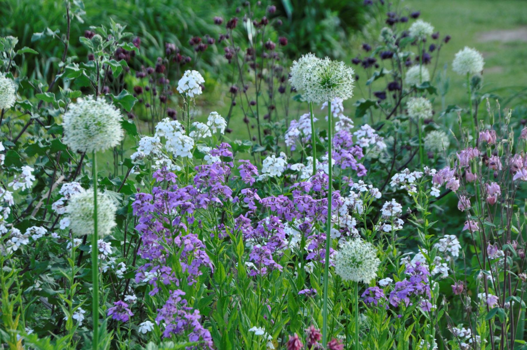Disteln-Doldenblütler-Beet 4