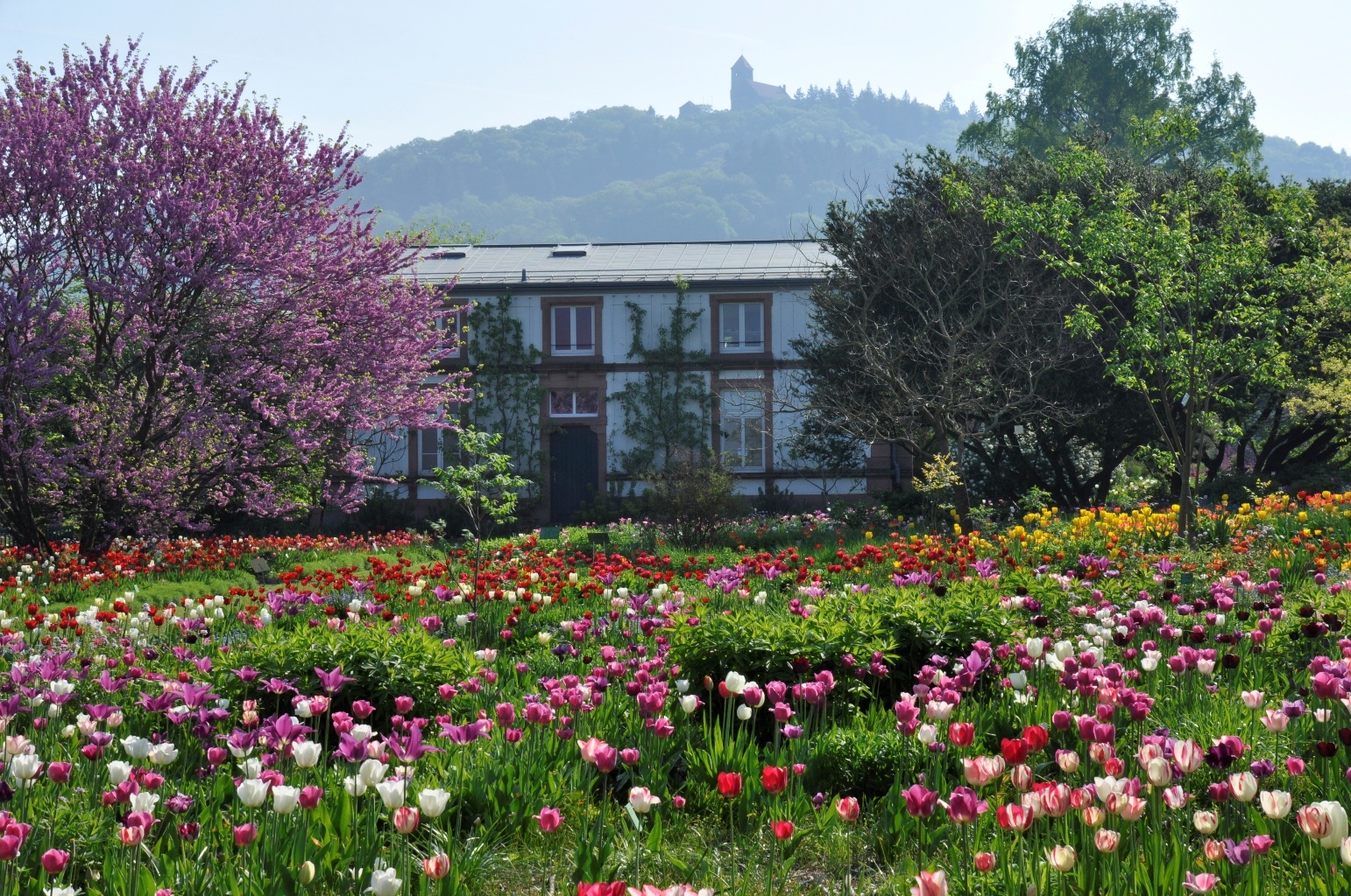 Herbst-Astern-Purpurdost-Dahlien-Beet 1