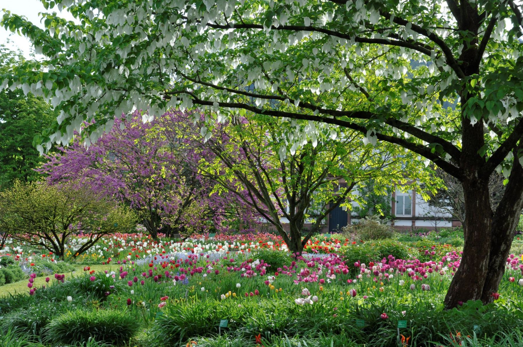Herbst-Astern-Purpurdost-Dahlien-Beet 7