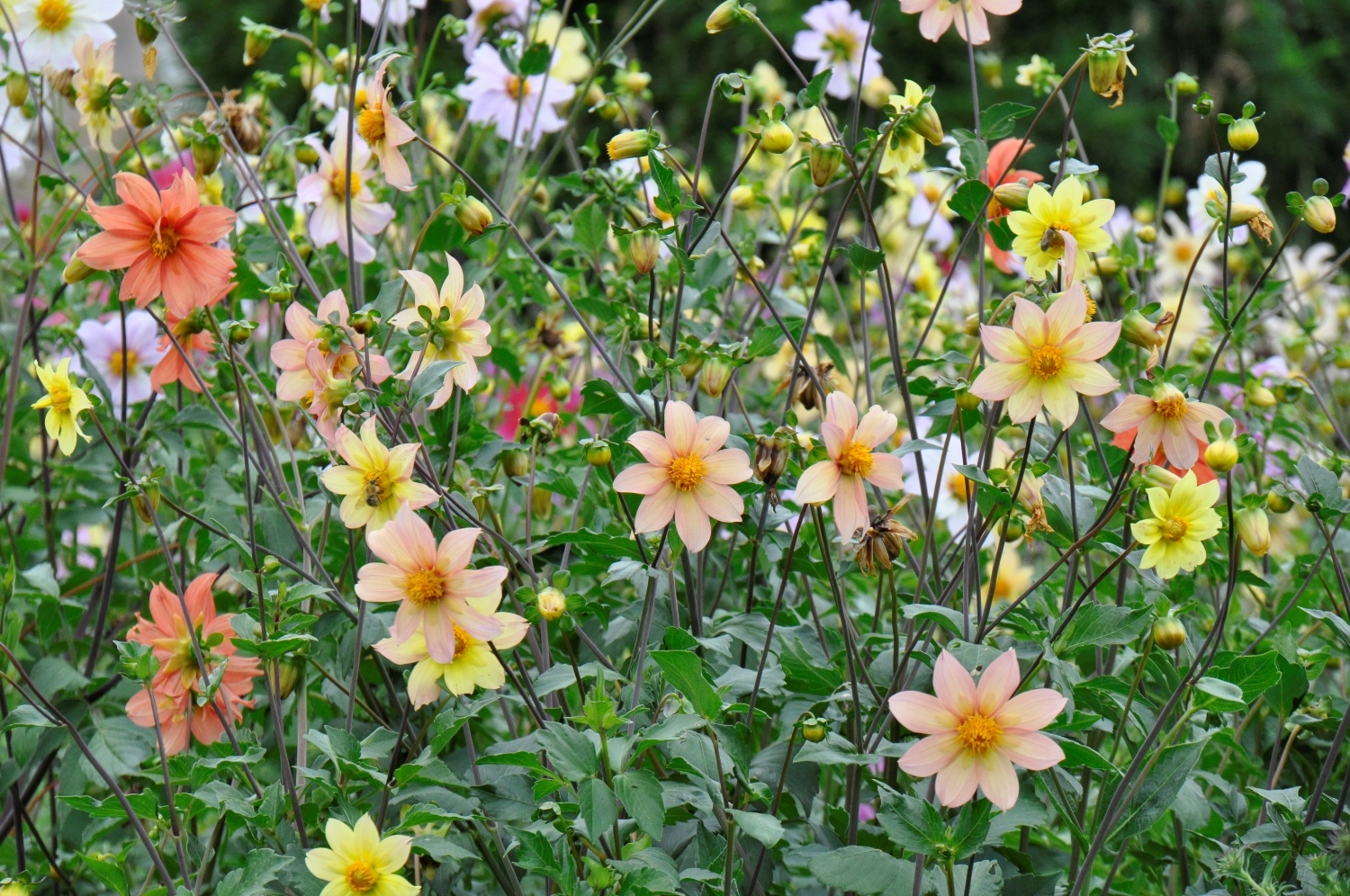 Herbst-Astern-Purpurdost-Dahlien-Beet 6
