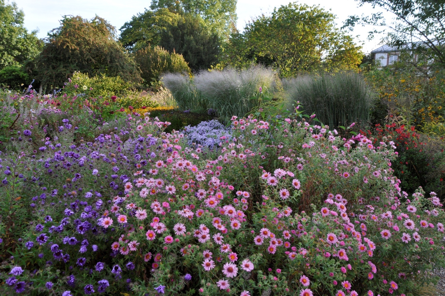Herbst-Astern-Purpurdost-Dahlien-Beet