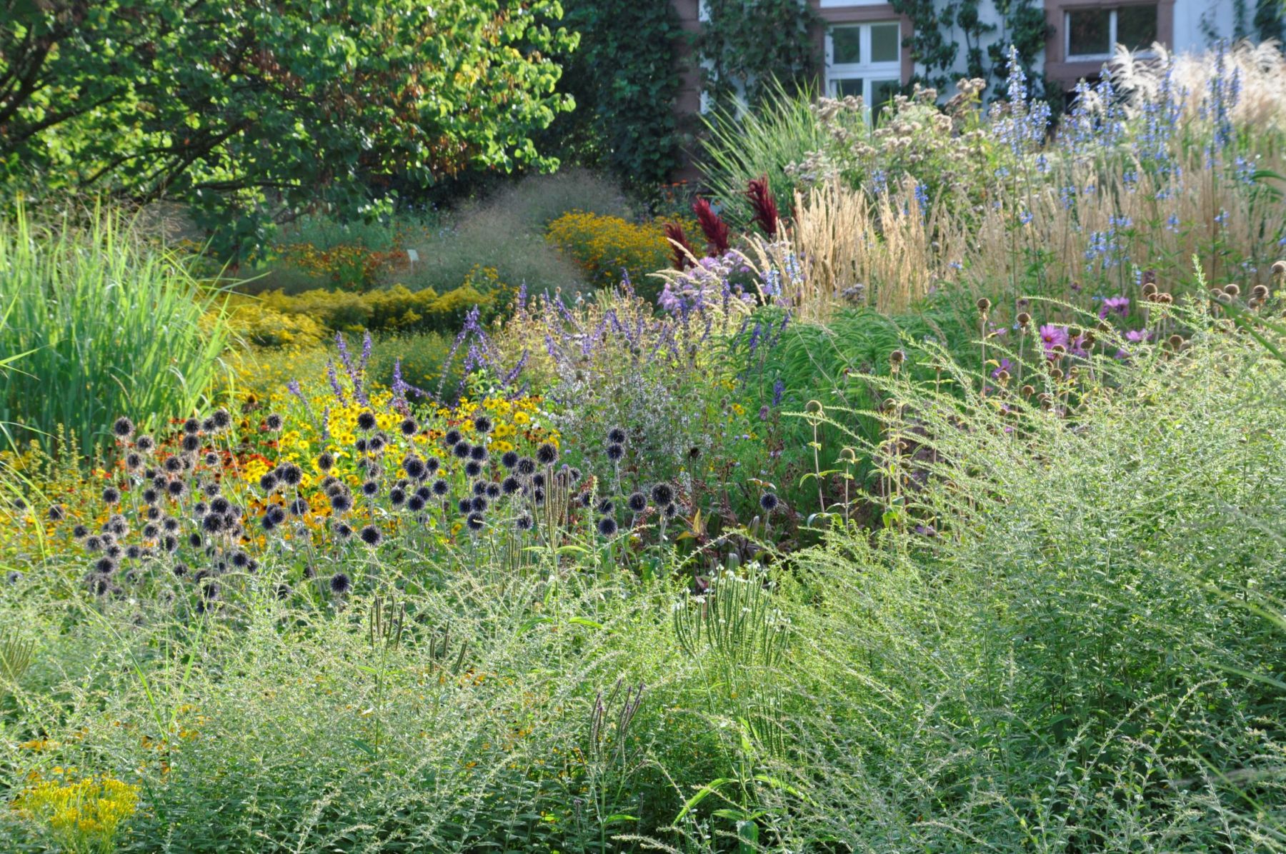 Kissenastern-Goldruten-Beet 5