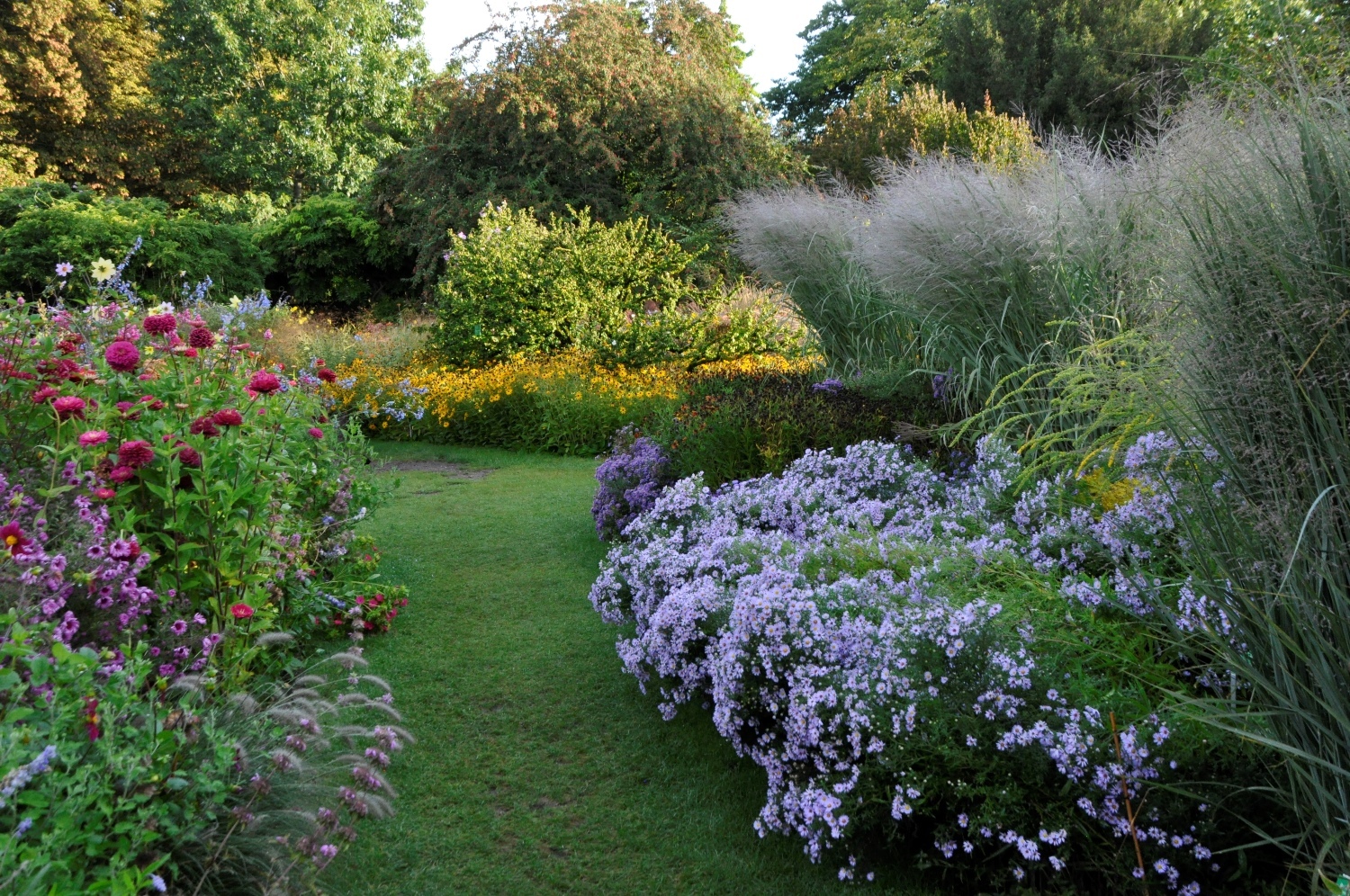 Kissenastern-Goldruten-Beet 4