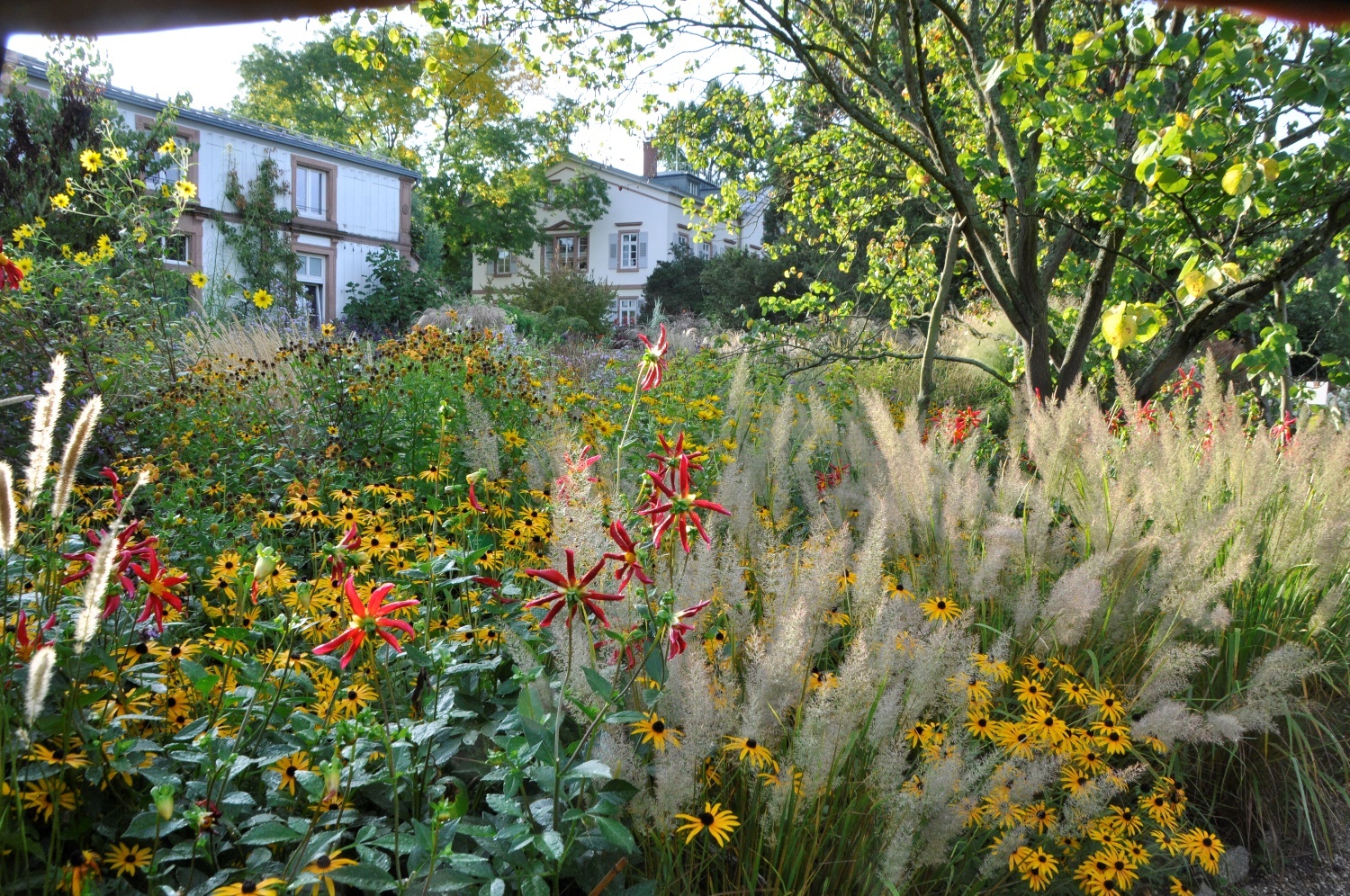 Nordamerikanische Beetstauden