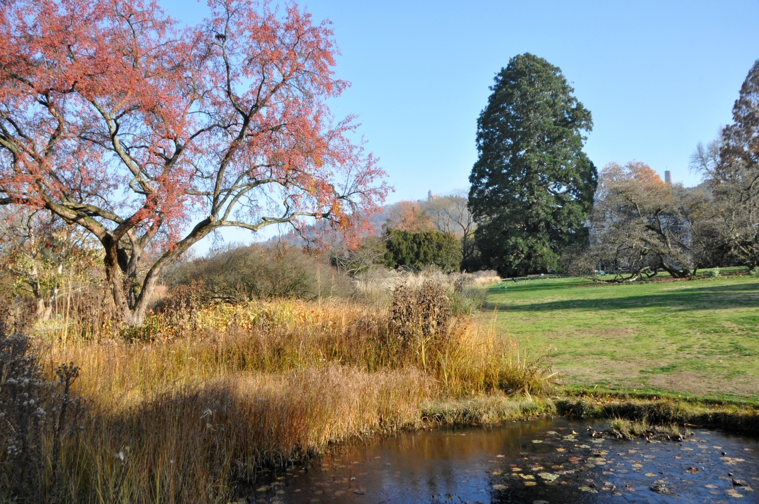 Spätsommerblühende Hochstaudenflur 1