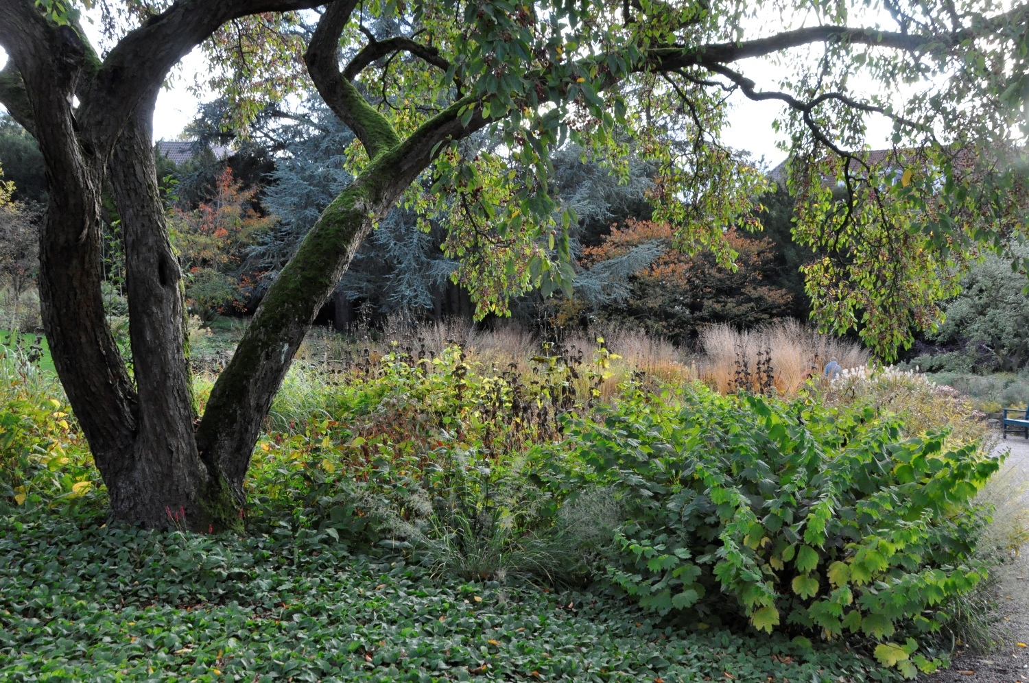 Spätsommerblühende Hochstaudenflur