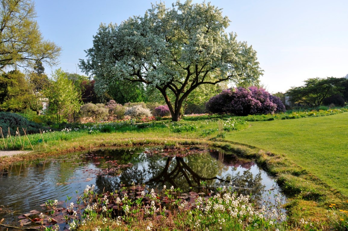 Spätsommerblühende Hochstaudenflur 2