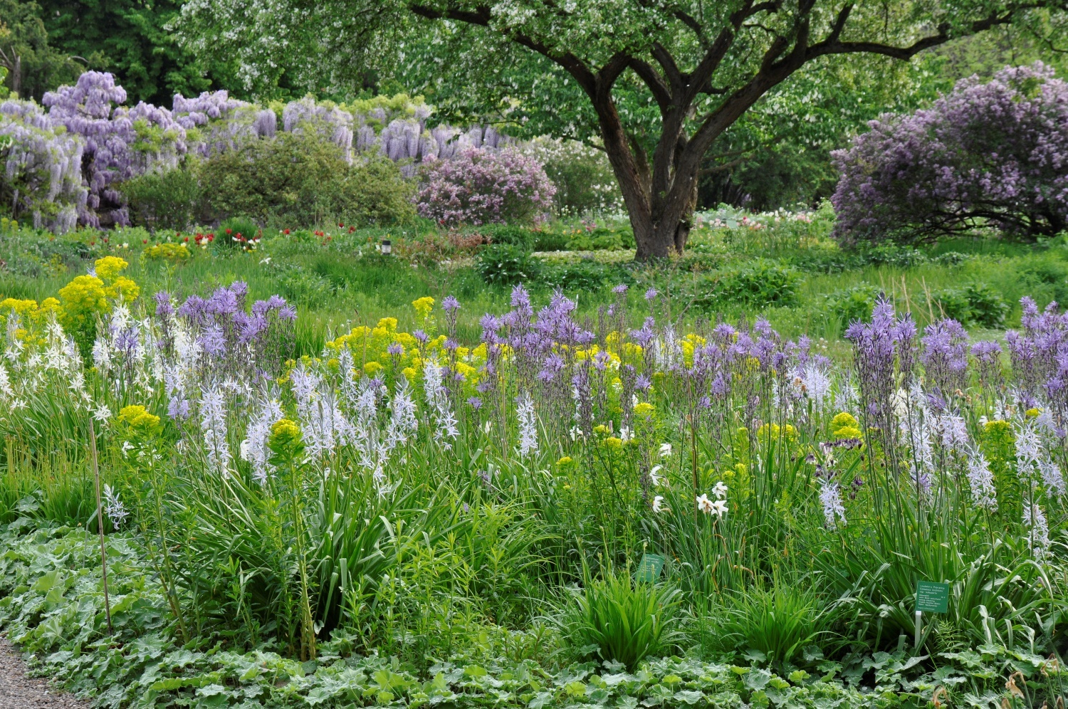 Wieseniris – Wildtaglilien – Sumpf-Wolfsmilch 2