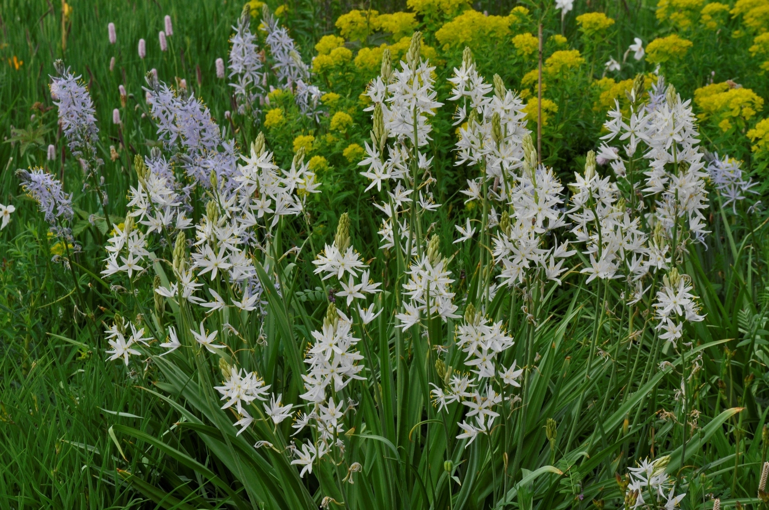 Wieseniris – Wildtaglilien – Sumpf-Wolfsmilch 1