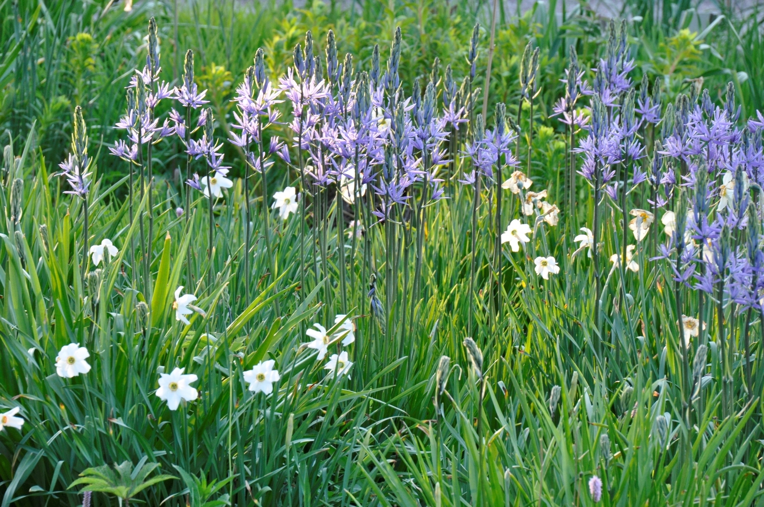 Wieseniris – Wildtaglilien – Sumpf-Wolfsmilch