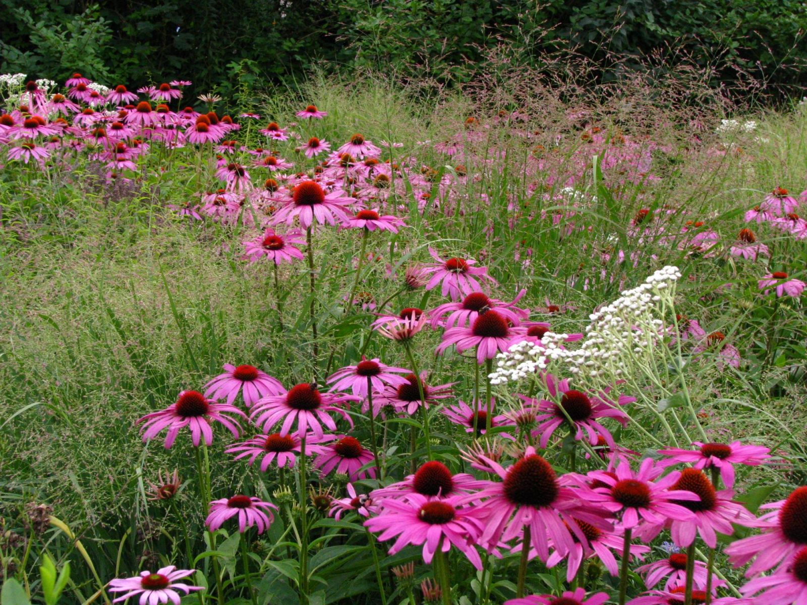 Staudenmisch-pflanzungen