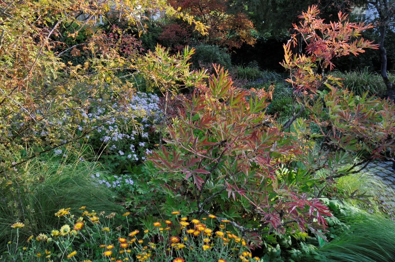 Strauch-Päonien-Garten 6