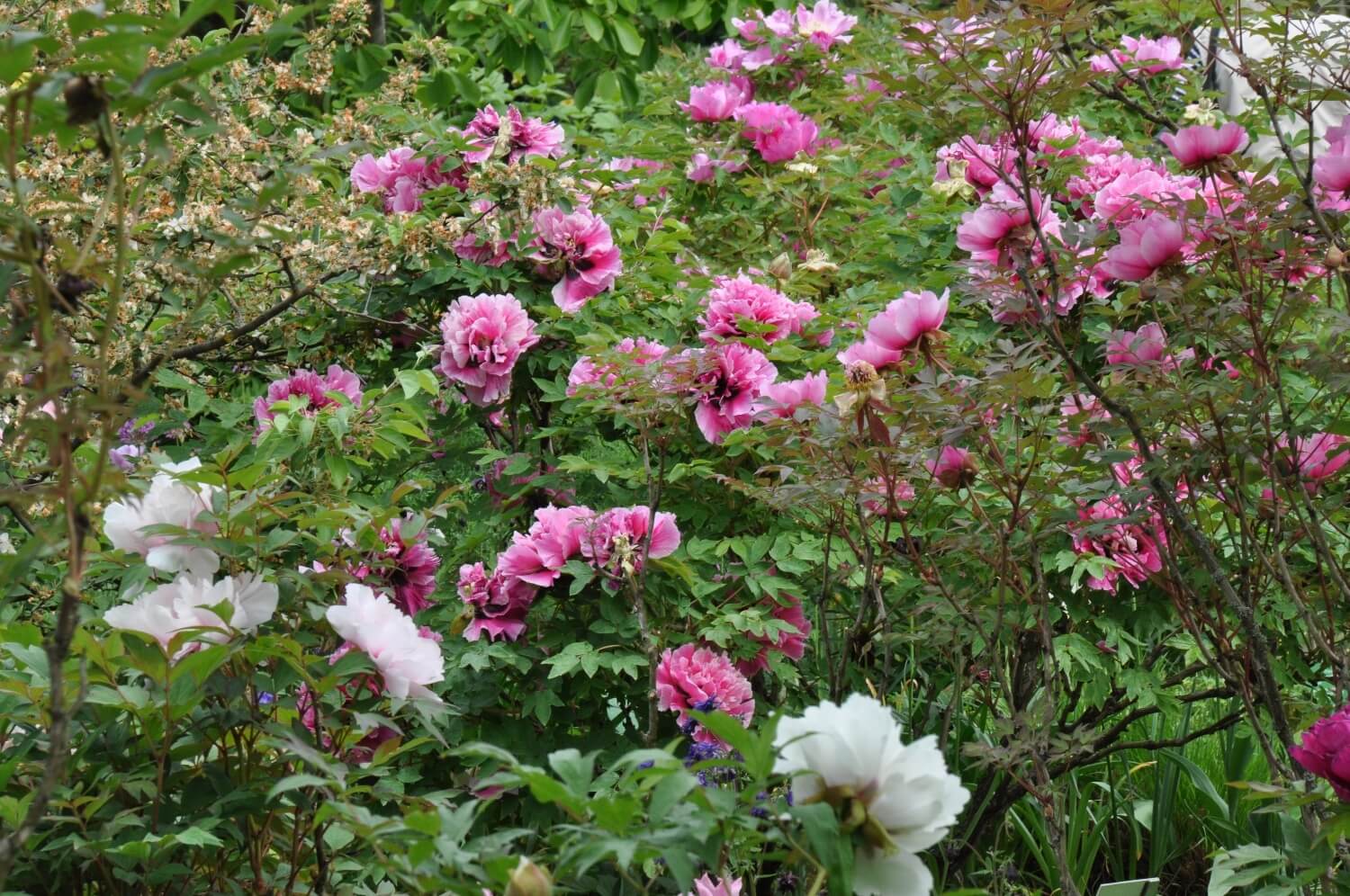 Strauch-Päonien-Garten 2