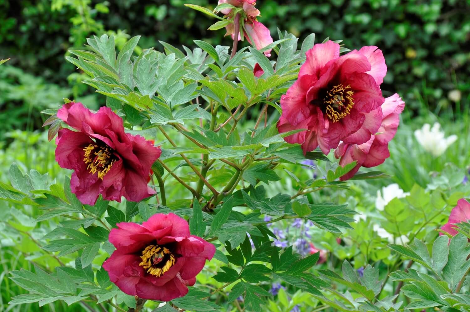 Strauch-Päonien-Garten 3