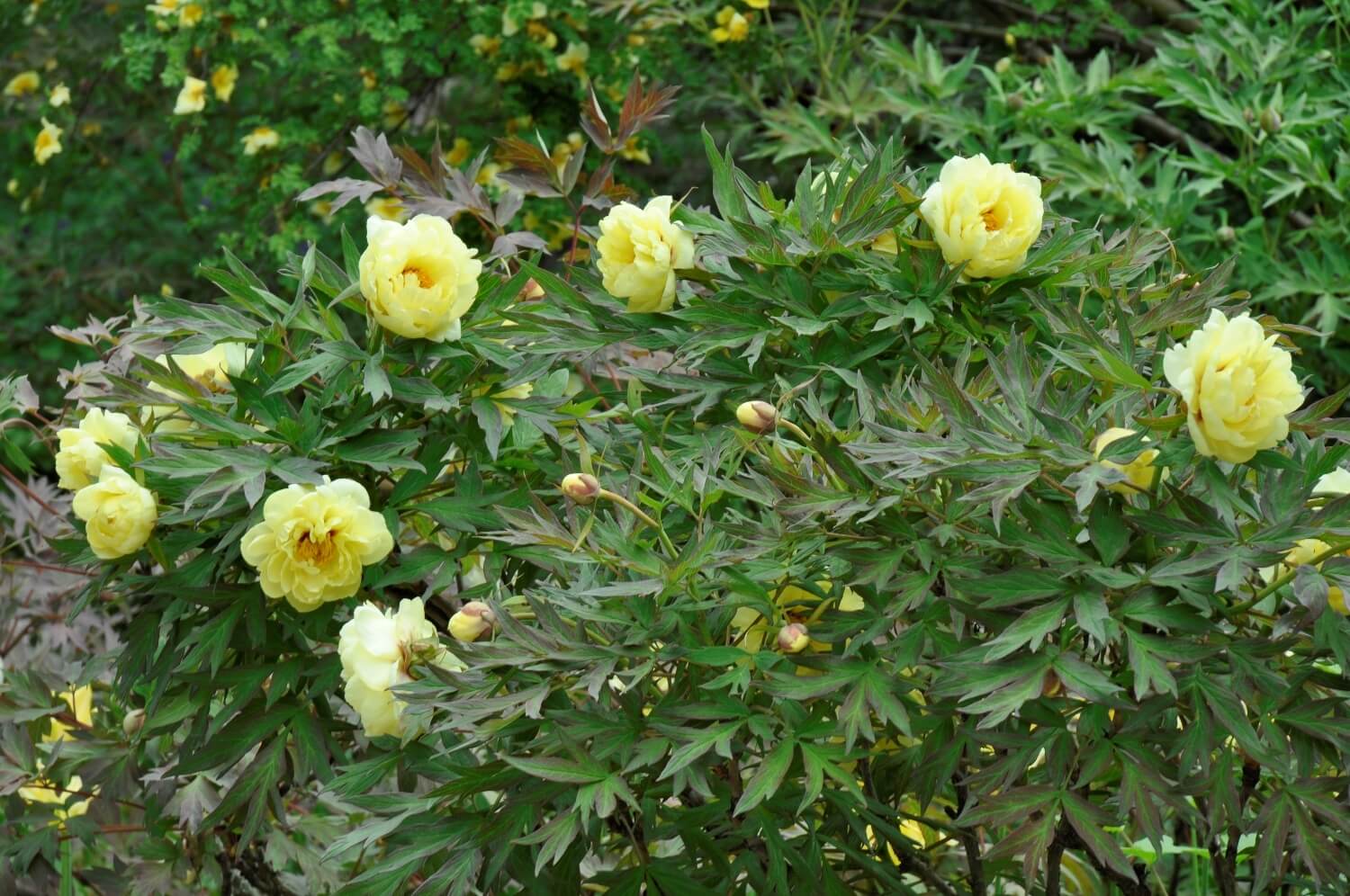 Strauch-Päonien-Garten 1