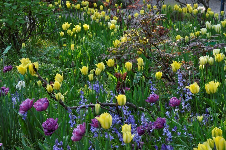 Strauch-Päonien-Garten 4