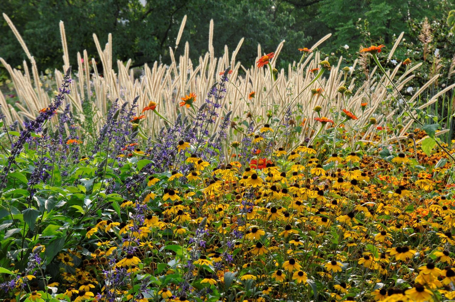 Herrliches Herbstmatch: Gräser und Stauden