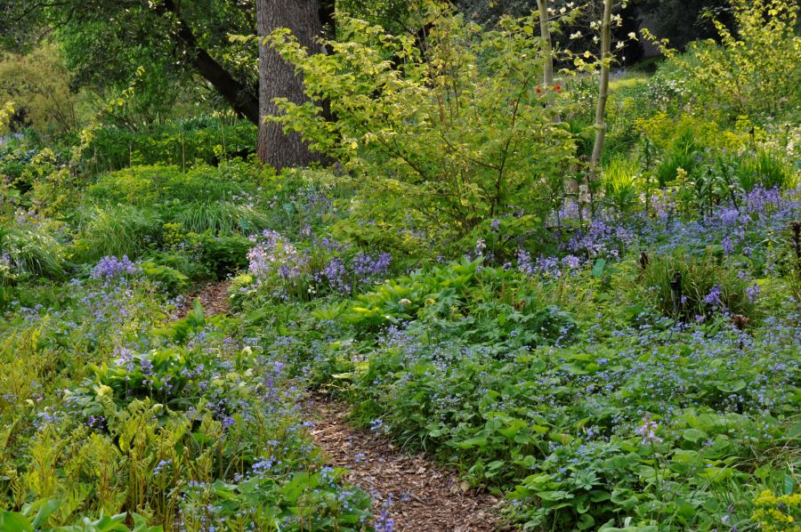 Abwechslungsreiche Bepflanzung unter alten Gehölzen
