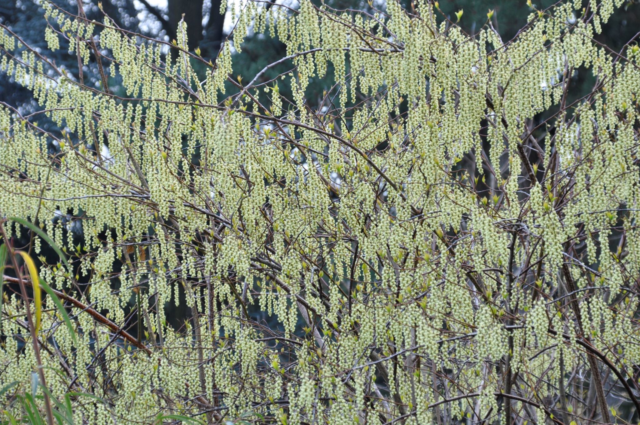 Frühjahrsblühende Gehölze