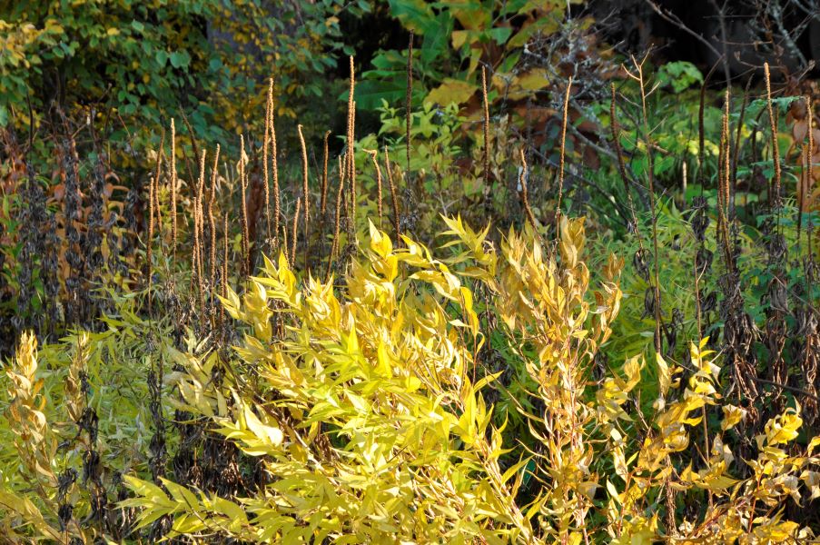 Herbstfärbende Stauden