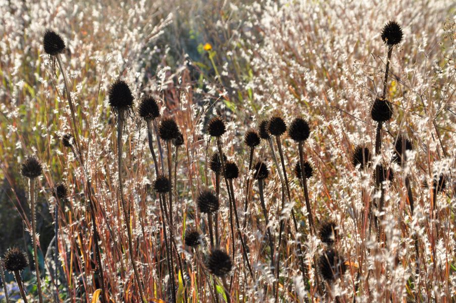 Samenstände und ihr gestalterisches Potential