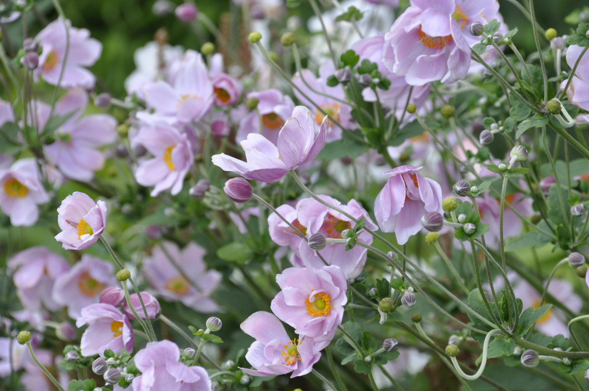 Anmutige Herbst-Anemonen