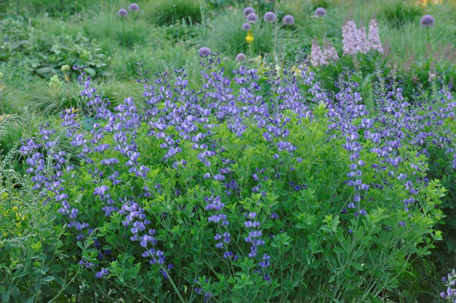 Bemerkenswerte Baptisien