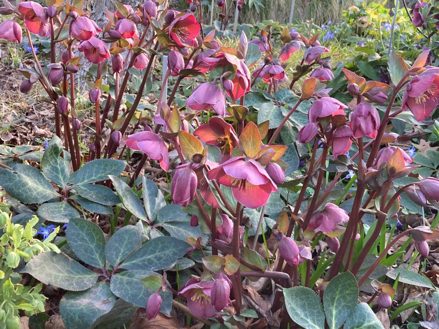 Intersektionelle Helleborus-Hybriden