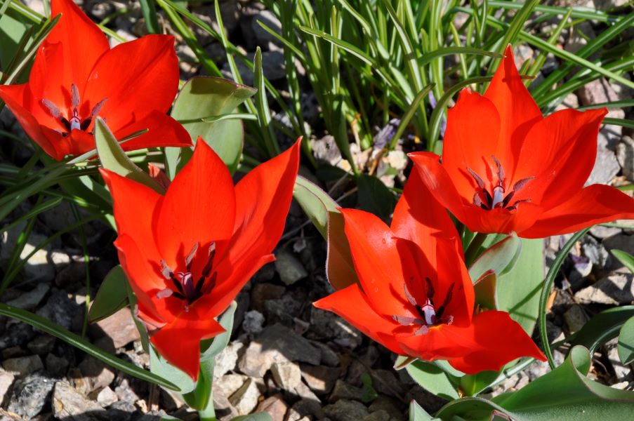 Frühe botanische Tulpen