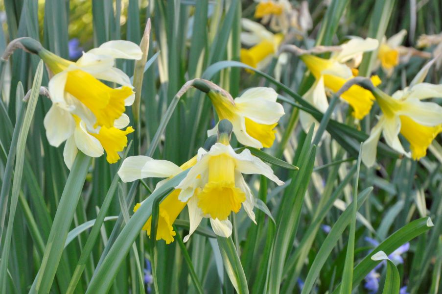 Narzissen-Vielfalt