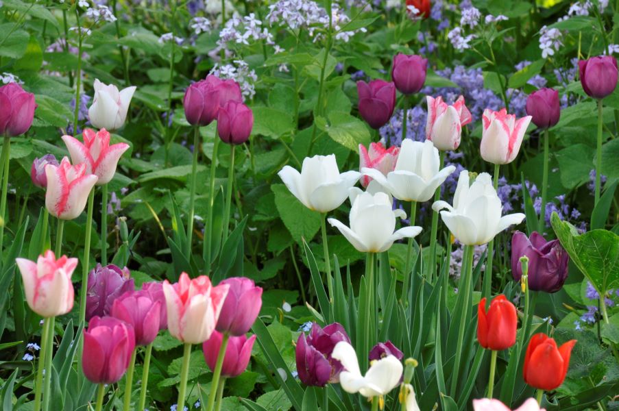 Zwiebelpflanzen & Geophyten